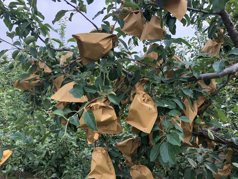 苹果套袋植物套袋