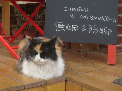 咖啡店门前的波斯猫
