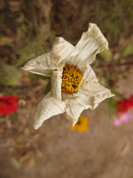 枯萎的格桑花