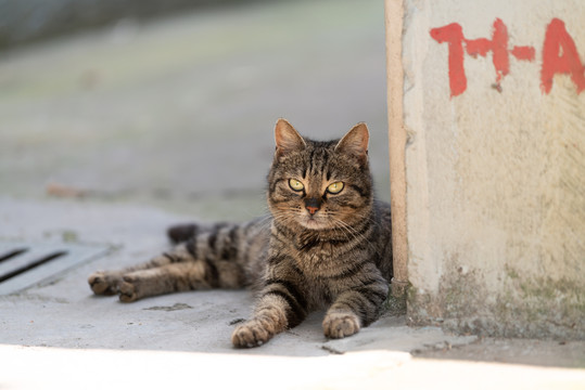 猫