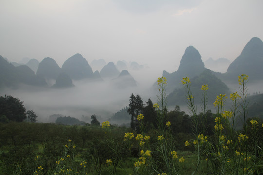 油菜花