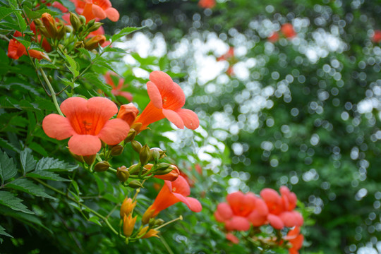 凌霄花