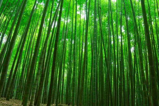竹林竹海