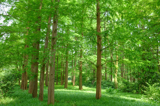 阳光绿树林