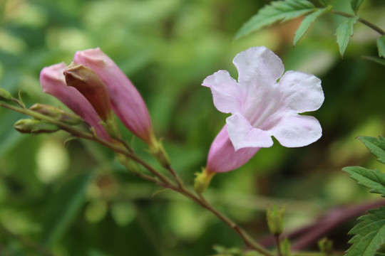 粉红喇叭花