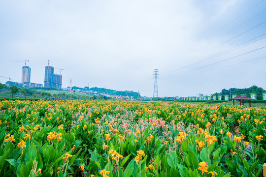 南宁那考河湿地公园美人蕉花海