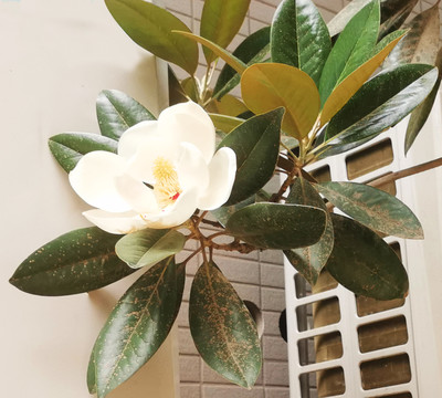 花儿