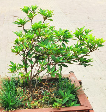 植物