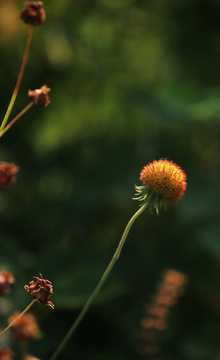 花蕊