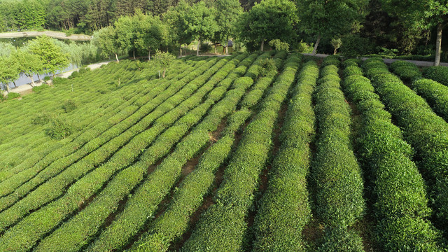 谢裕大茶博园