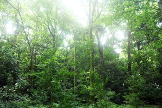 森林风景