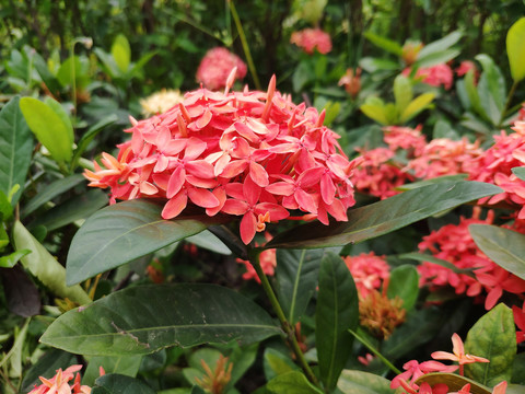 龙船花