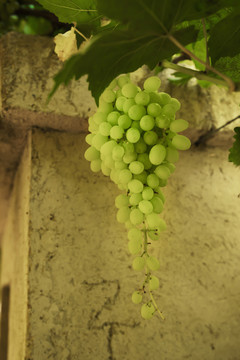 吐鲁番的葡萄