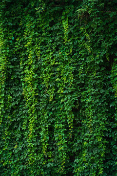 绿叶绿化植被背景文化墙