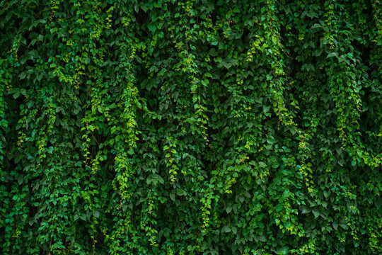 绿叶绿化植被背景文化墙