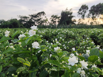 茉莉花