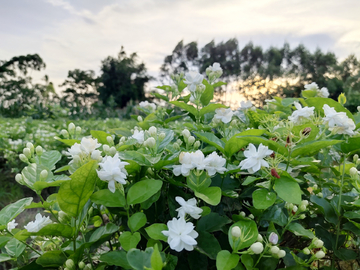 茉莉花