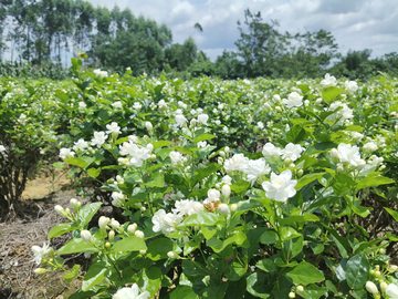 茉莉花