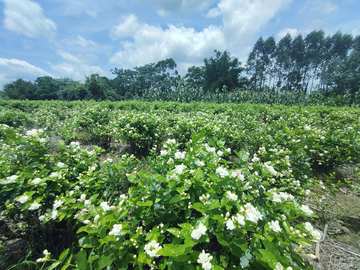 茉莉花