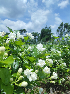 茉莉花