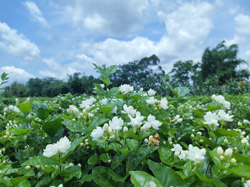 茉莉花