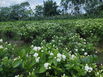 茉莉花