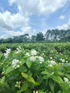 茉莉花