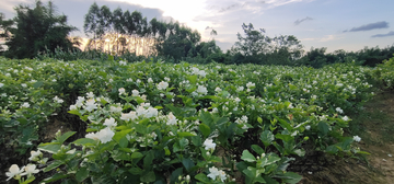 茉莉花