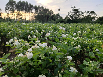 茉莉花