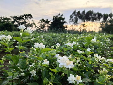 茉莉花