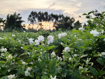 茉莉花