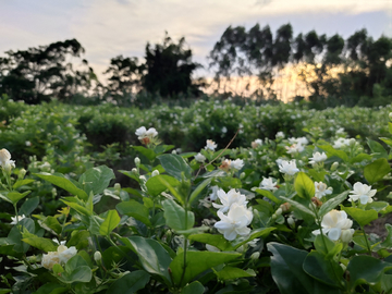 茉莉花