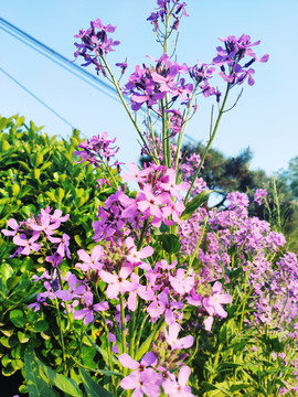 粉花