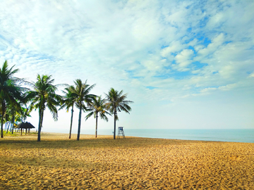 沙滩海边椰树