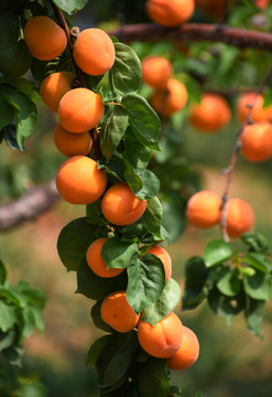 杏树的果实