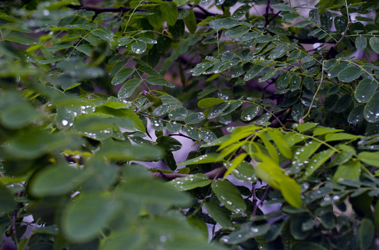 雨中的槐叶