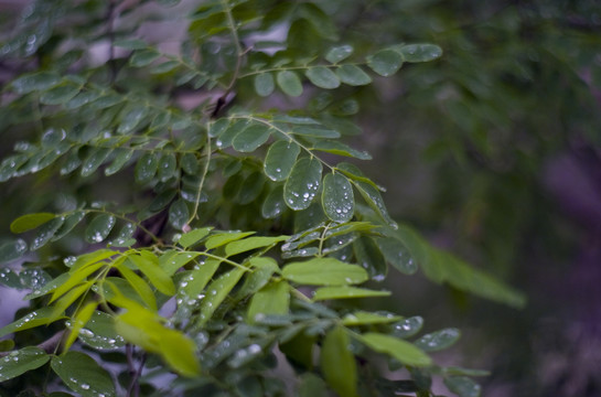 雨中的槐叶