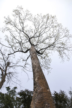 吴哥窟的卡波克树