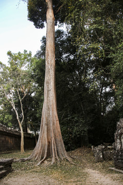 吴哥窟的参天巨树