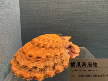 狮瓜海扇蛤