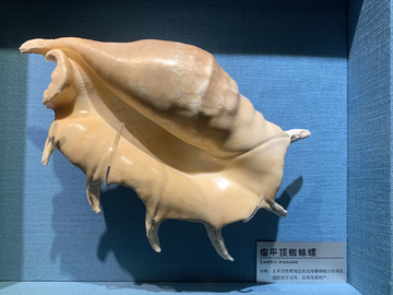 心形鸟尾蛤