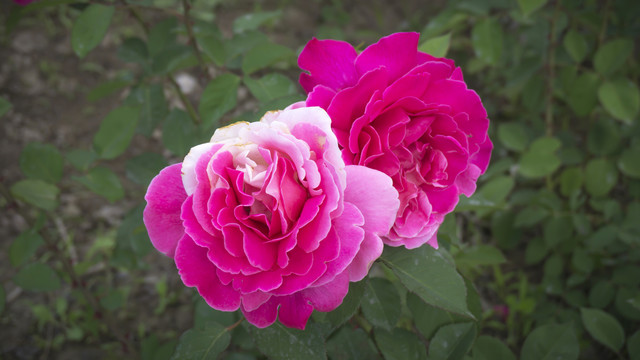 花卉
