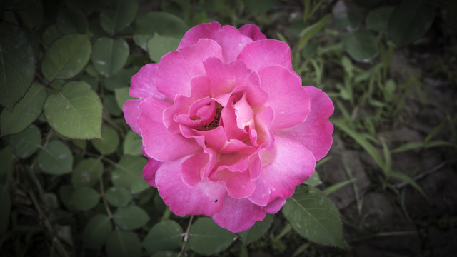花卉