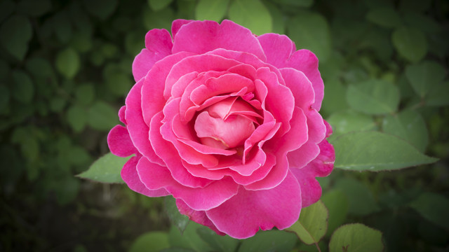 花卉