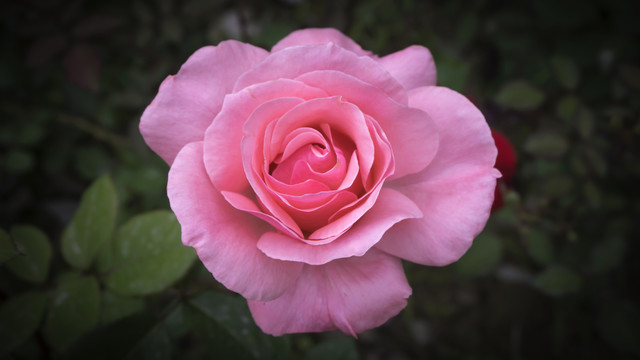 花卉