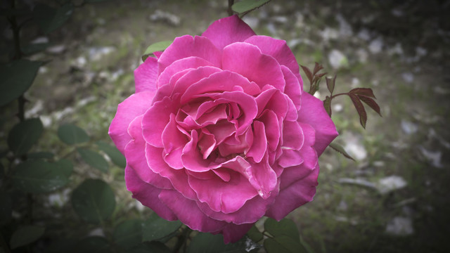 花卉