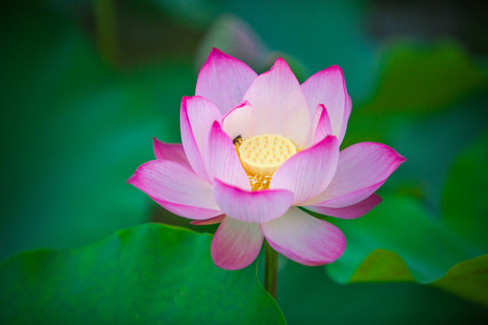 荷花