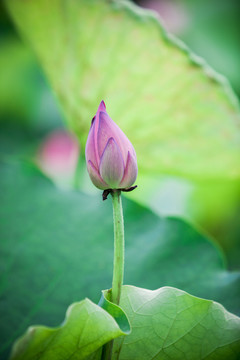 荷花