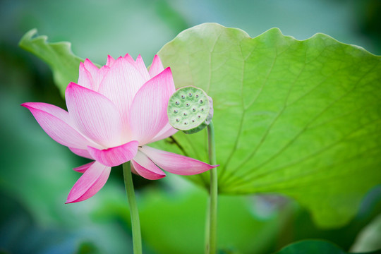 荷花