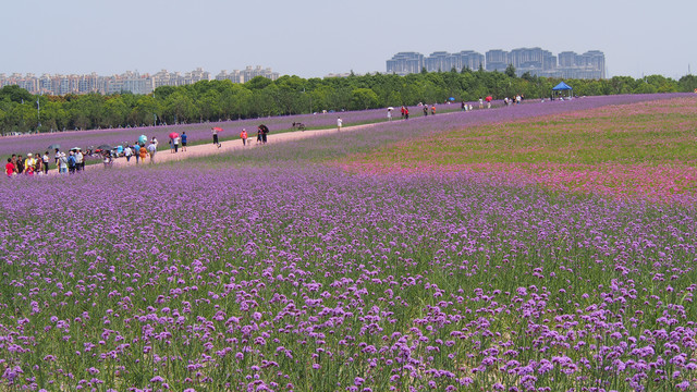 马鞭草花海